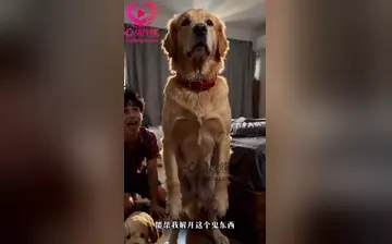 救命！我变成了一条狗 合集
